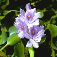 water hyacinth.