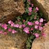 Epilobium siskiyouense