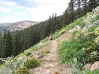Upper montane mixed conifer forest  meets a wildflower-covered hillside on the slope of Mt. Eddy.