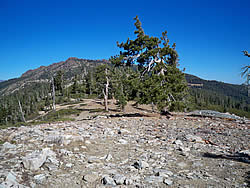 Jeffrey pine on a rocky ridge.