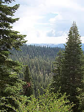 Mixed conifer forest.