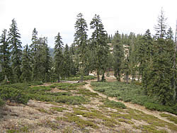 The Pacific Crest Trail winding its way through montane mixed conifer forest dominated by western white pine and white fir.