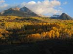 aspens displaying their fall colors.