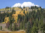 aspens displaying their fall colors.