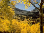 aspens displaying their fall colors.