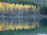 aspens displaying their fall colors.