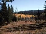 aspens displaying their fall colors.