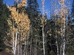 aspens displaying their fall colors.