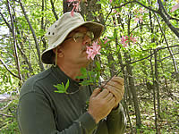 Man smelling a roseshell azalea flower.