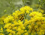 crab spider on a yellow flower.