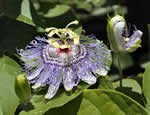 purple passionflower, Passiflora incarnata.