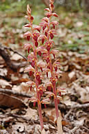 Corallorhiza striata.