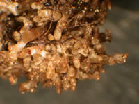 A close-up shot of Pterospora andromedea roots showing the nodular-like roots that are entirely encompassed by fungi.