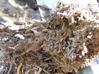 A root ball of a Pterospora andromedea.