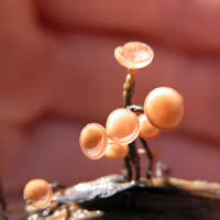 Sclerotia veratri, a cup fungus.