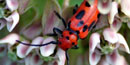 Milkweed Beetle