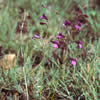 Penstemon filiformis