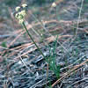 Lomatium engelmannii