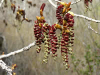 Cottonwood catkins