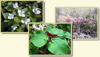 Three images of wildflowers: dwarf dogwood, red trillium, and wheel milkweed.