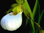 white lady's slipper, Cypripedium candidum.