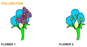 Animation of a butterfly flying from one flower to another.