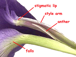 Close-up the style arm of an iris flower. The parts are labeled.