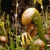 Darlingtonia californica