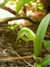 Greenhood orchid