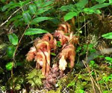 Monotropa hypopitys.