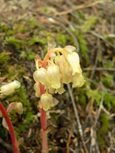 Monotropa hypopitys flowers.