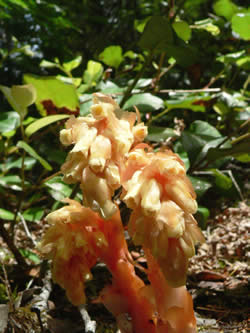 Monotropa hypopitys.