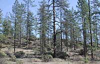effrey Pine shrubland.