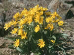 Arrowleaf balsamroot.