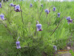 Thumbnail Hairy clematis wallpaper.