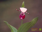 Thumbnail Spotted ladyslipper orchid wallpaper.