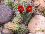Thumbnail Kingcup cactus wallpaper.