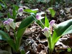 Thumbnail Showy orchis wallpaper.