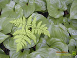 Thumbnail Oak fern and Deer heart lily wallpaper.