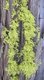 Letharia vulpina, wolf lichen, on a tree.