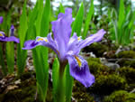 Dwarf Lake Iris, Iris lacustris.