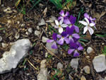 Birdfoot Violet, Viola pedata.