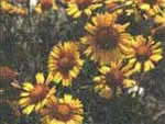 Blanketflower, Gaillardia aristata.