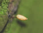 Bug-on-a-stick moss, Buxbaumia viridis</em>).