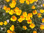 California Poppy, Eschscholzia californica.