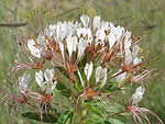 Redwhisker clammyweed, Polanisia dodecandra