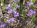 Dwarf Iris, Iris verna