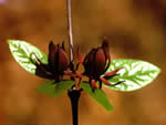 Eastern Sweetshrub, Calycanthus floridus.