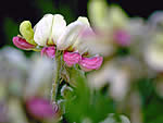 Goat's Rue, Tephrosia virginiana.