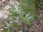American Hart's Tongue Fern, Asplenium scolopendrium var. americanum.